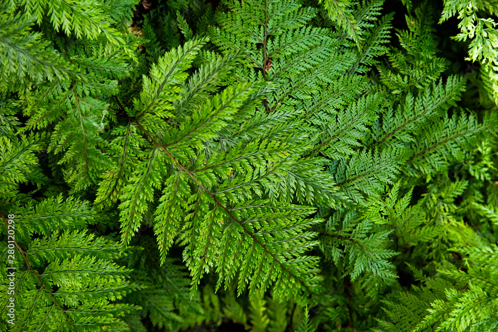 green fern leaf green fern leaf