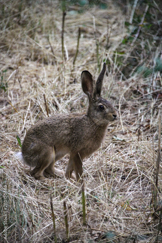 Obraz premium Wild curious rabbit | countryside scene
