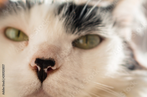 Snout and whiskers of white cat 