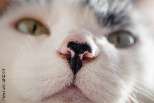 White cat mustache and muzzle