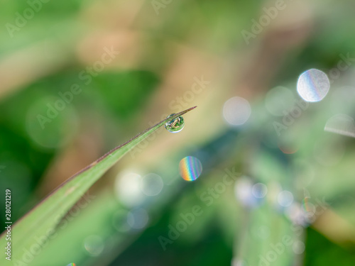 Drops of water on the grass, impacting the sun