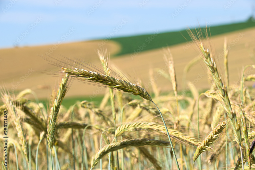 Fototapeta premium Ears of wheat in field