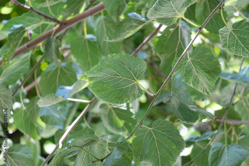 mulberry tree, leaves and branches mulberry tree, leaves and branches