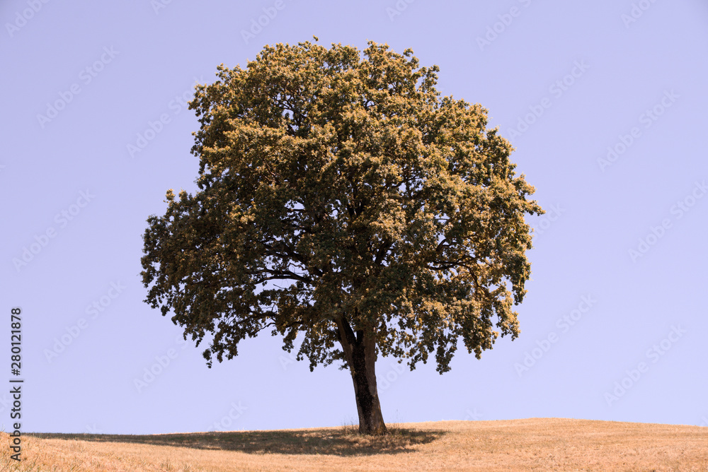 Obraz premium Tree with blue sky as background