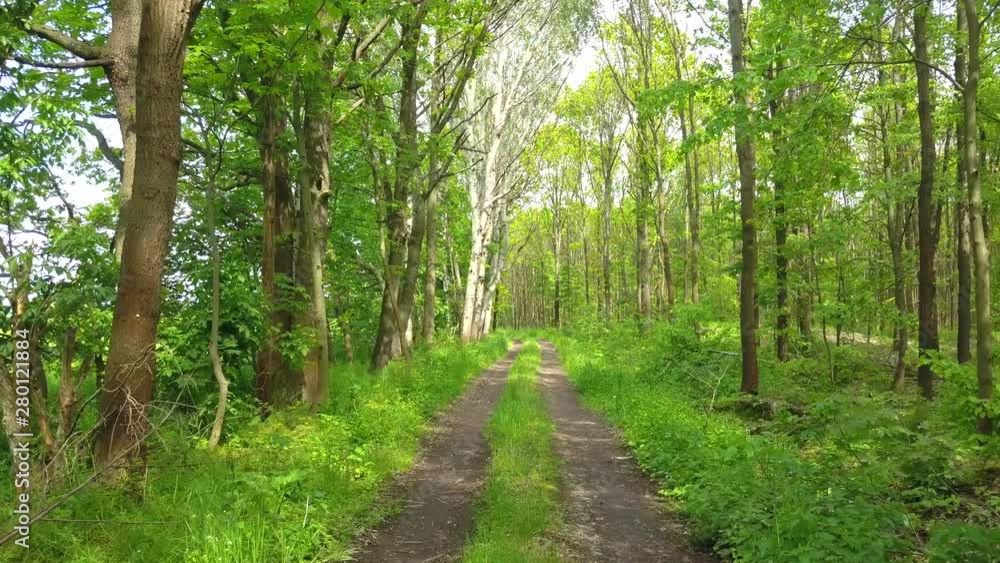 Winding path in the forest with trees on both sides during summer time Winding path in the forest with trees on both sides during summer time