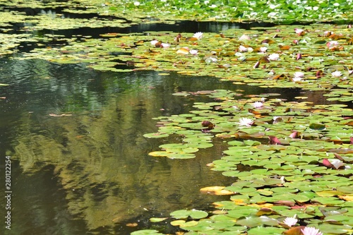 Water lily pond.  Vancouver BC Canada