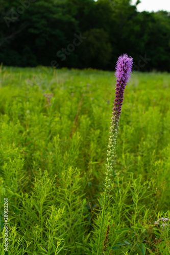 Purple flowering vegetation