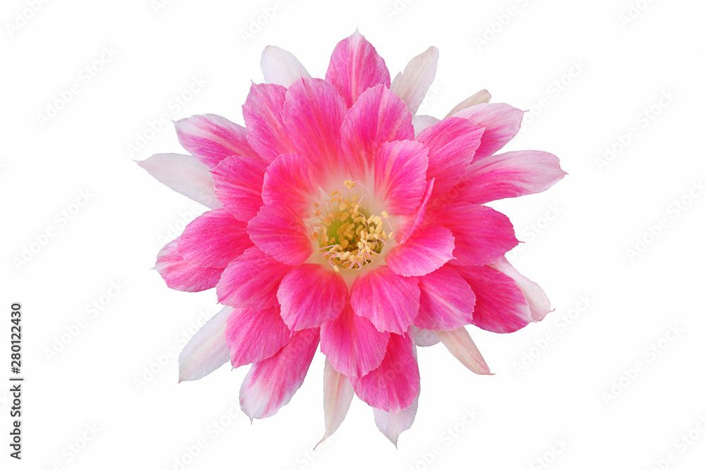 Pink flower of Lobivia cactus with isolated on a white background Pink flower of Lobivia cactus with isolated on a white background