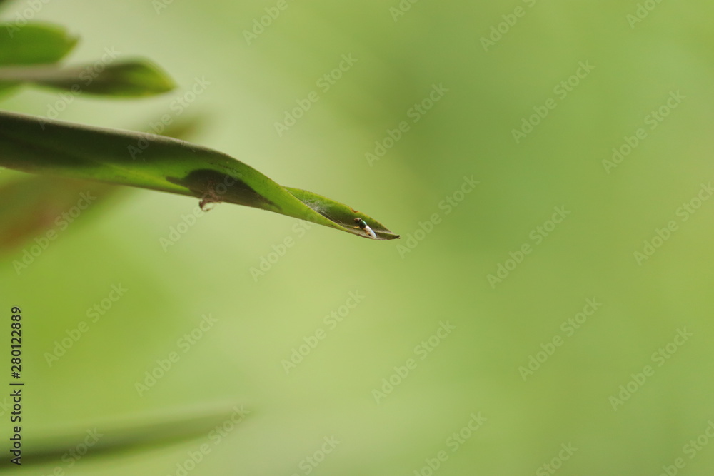 small fly resting on a green leaf small fly resting on a green leaf