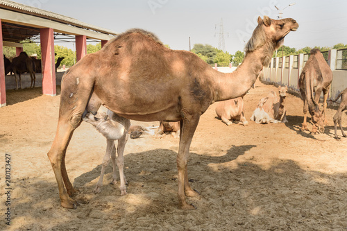 Baby Camel sucks milk from Mother in National Research Centre on Camel. Bikaner. India © Elena Odareeva