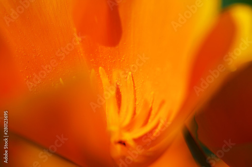 close up of beautiful yellow poppy flower