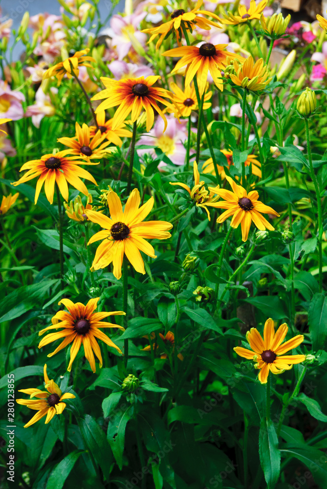 Rudbecia (lat. Rudbéckia) — genus of annual, biennial and perennial herbaceous plants of the family Astrovye, or Asteraceae (Asteraceae), comprising about 40 species. Rudbecia (lat. Rudbéckia) — genus of annual, biennial and perennial herbaceous plants of the family Astrovye, or Asteraceae (Asteraceae), comprising about 40 species.