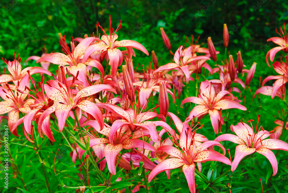 Lilys. Asian hybrid of virinea (lat. Virineja) Lilys. Asian hybrid of virinea (lat. Virineja)