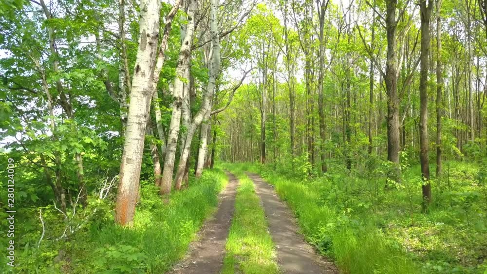 Winding path in the forest with trees on both sides during summer time Winding path in the forest with trees on both sides during summer time