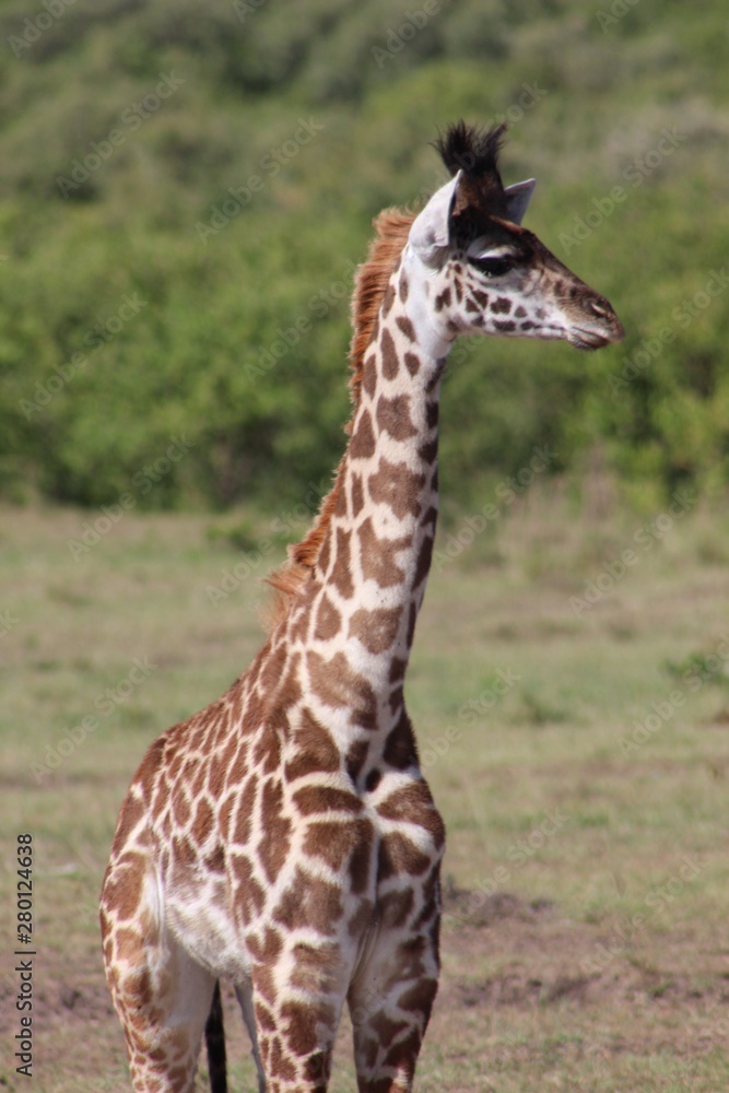 Wild giraffe in Africa 