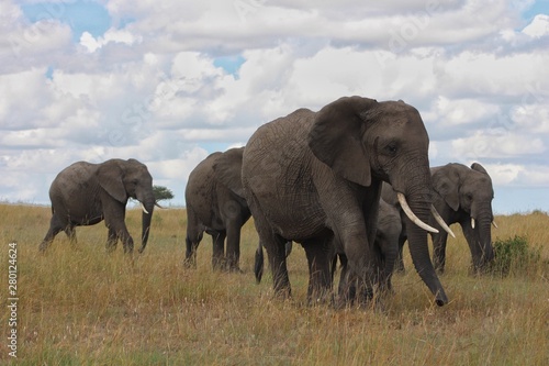 Wildlife elephant family in Africa 