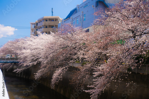 石神井川の桜