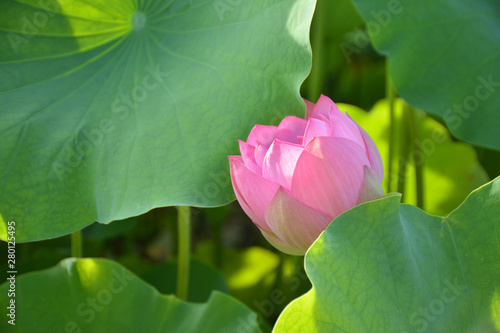 Pink lotus flower 