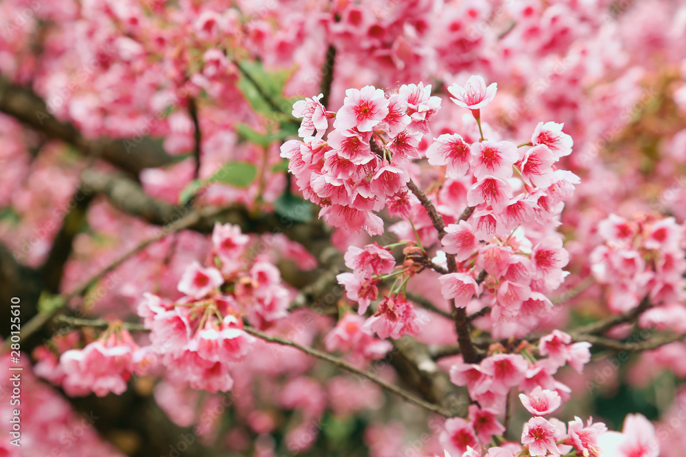 Naklejka premium Vintage sakura or cherry blossom