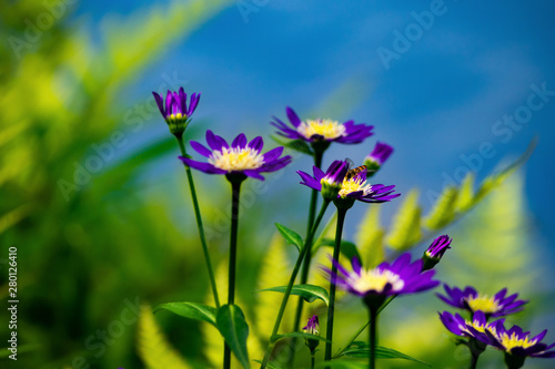 紫色の花とミツバチ © Hiro_photo