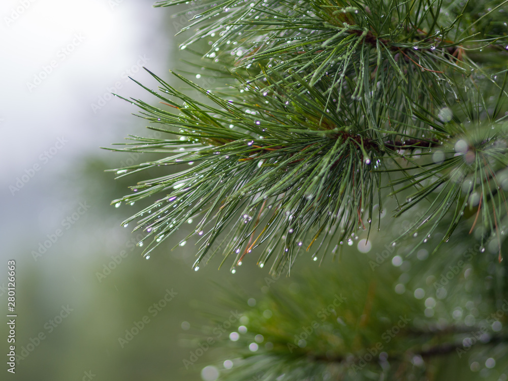 Raindrops on the coniferous branches of the Siberian cedar. Siberian taiga Western Sayan. Pure freshness of nature