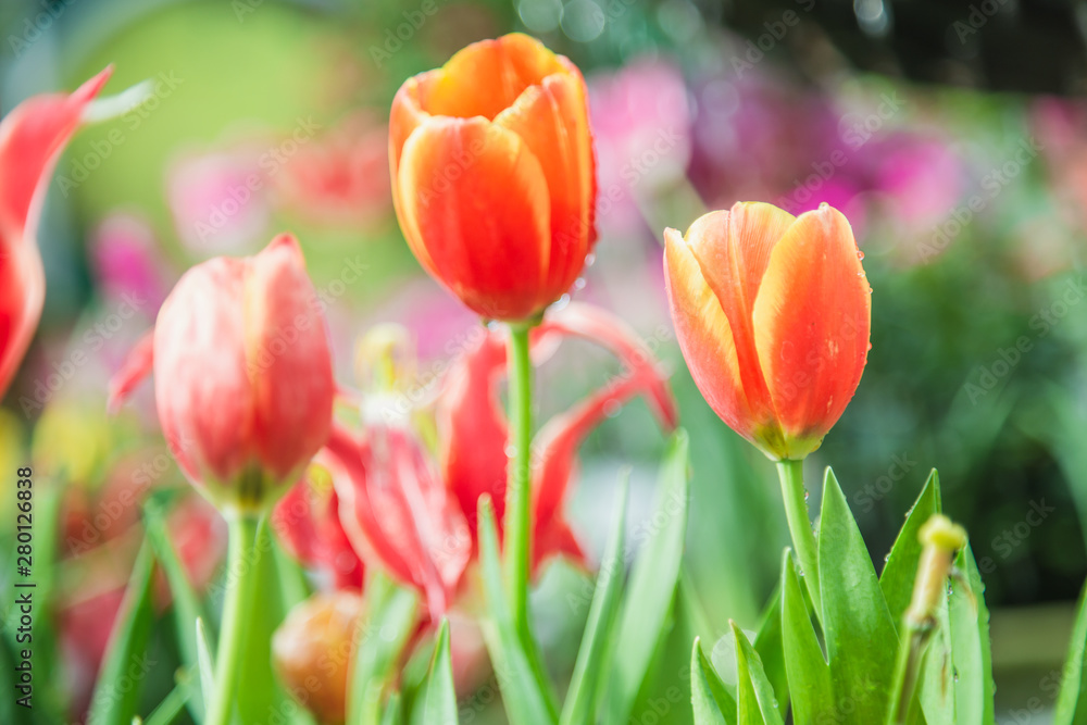 Tulip flowers in garden nature background Tulip flowers in garden nature background