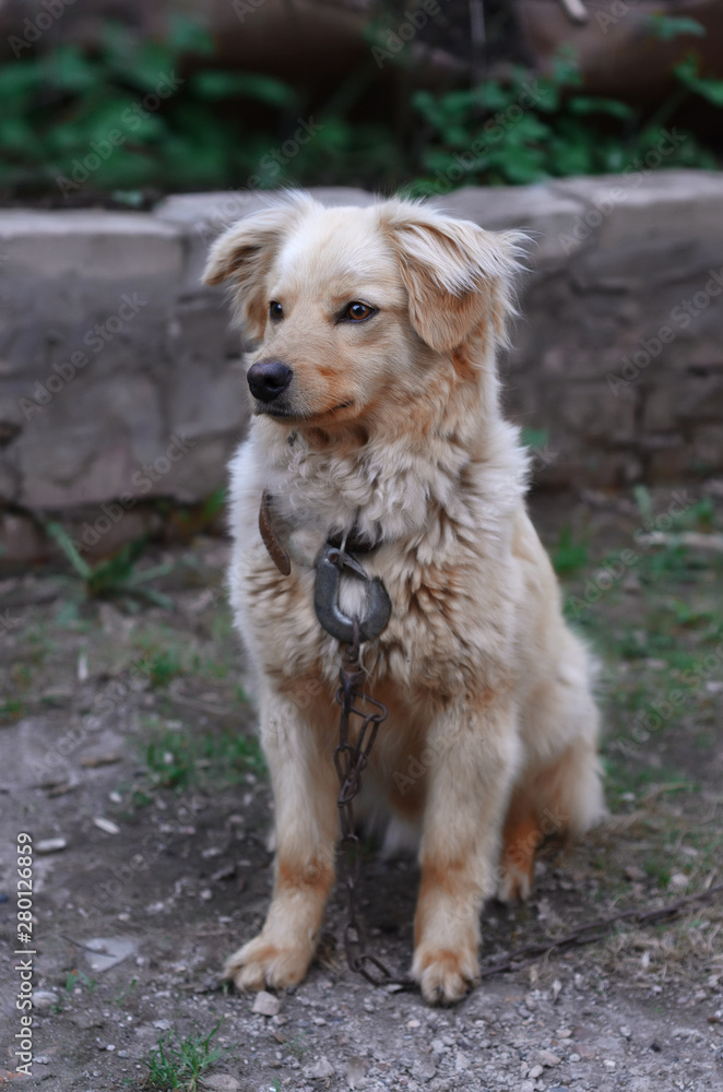 Red dog sitting