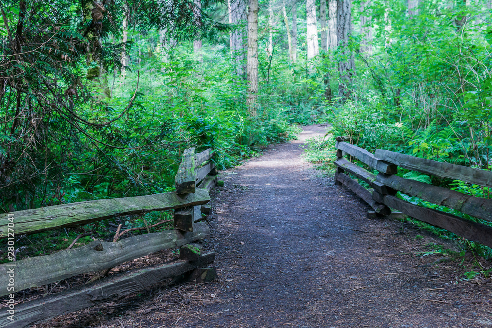 hiking path or trail in forrest surrounded by green bushes and trees on vancouver island. hiking path or trail in forrest surrounded by green bushes and trees on vancouver island.