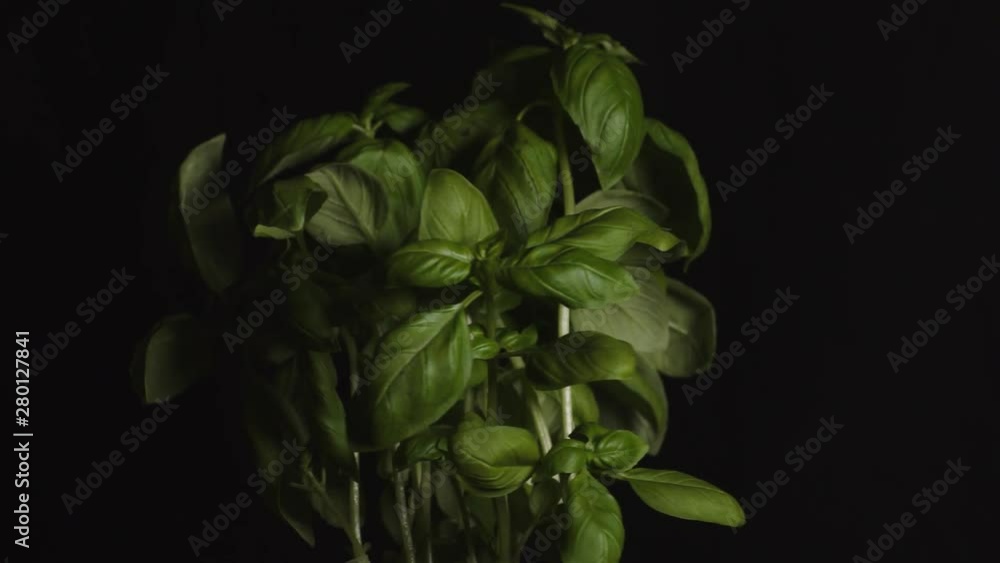 Basil leafs on the plant rotating on a dark background. Basil leafs on the plant rotating on a dark background.