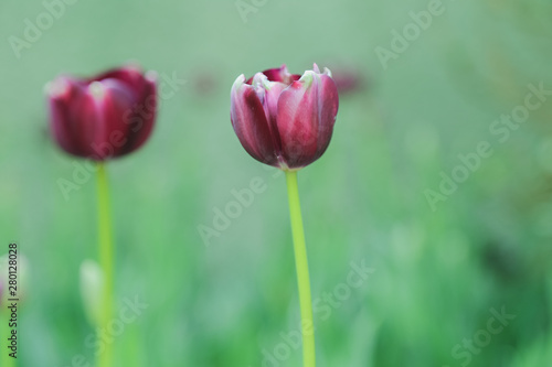 Tulip flowers  in garden nature background © Poramet