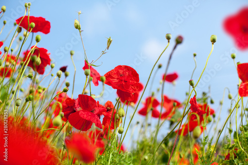 Red poppy flowers blossom on green grass and blue sky blurred background close up  beautiful blooming poppies field on sunny summer day landscape  spring season nature bright floral meadow  copy space