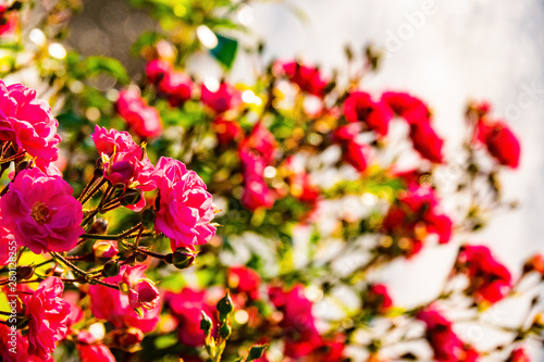 バラの花壇 © Hiro_photo