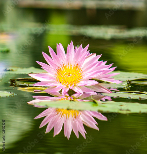 Fototapeta Naklejka Na Ścianę i Meble -  pink water lily in pond and its reflection