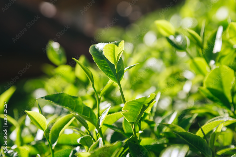 Obraz premium Fresh tea leaves.