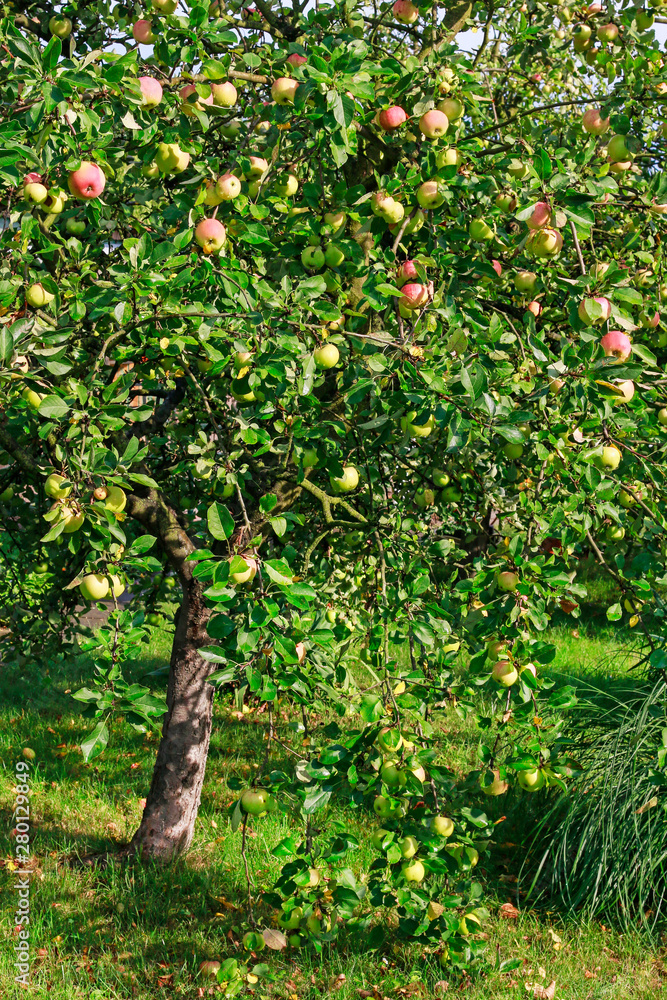 Beautiful apple tree in the garden