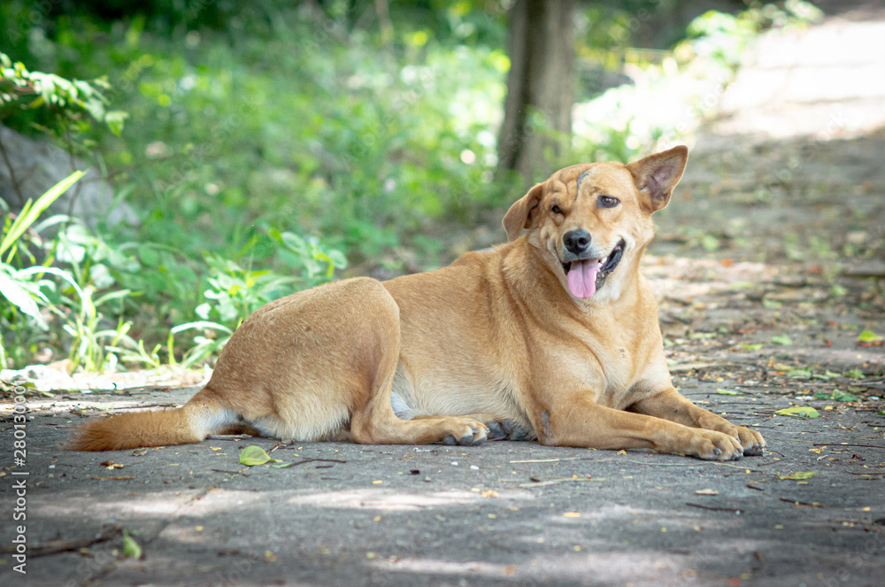 Scar on face Thailand street dog Scar on face Thailand street dog