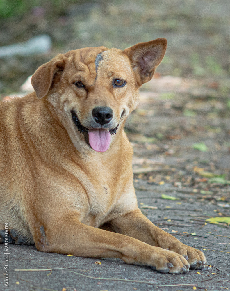 Scar  on face  Thailand  street dog