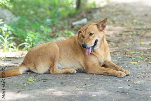 Scar  on face  Thailand  street dog © Tongik