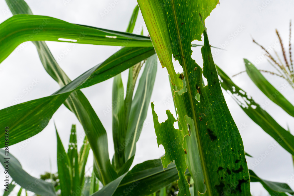 Obraz premium Liście kukurydzy uszkodzone przez robaka Spodoptera frugiperda Liście kukurydzy zaatakowane przez robaki na polu kukurydzy.