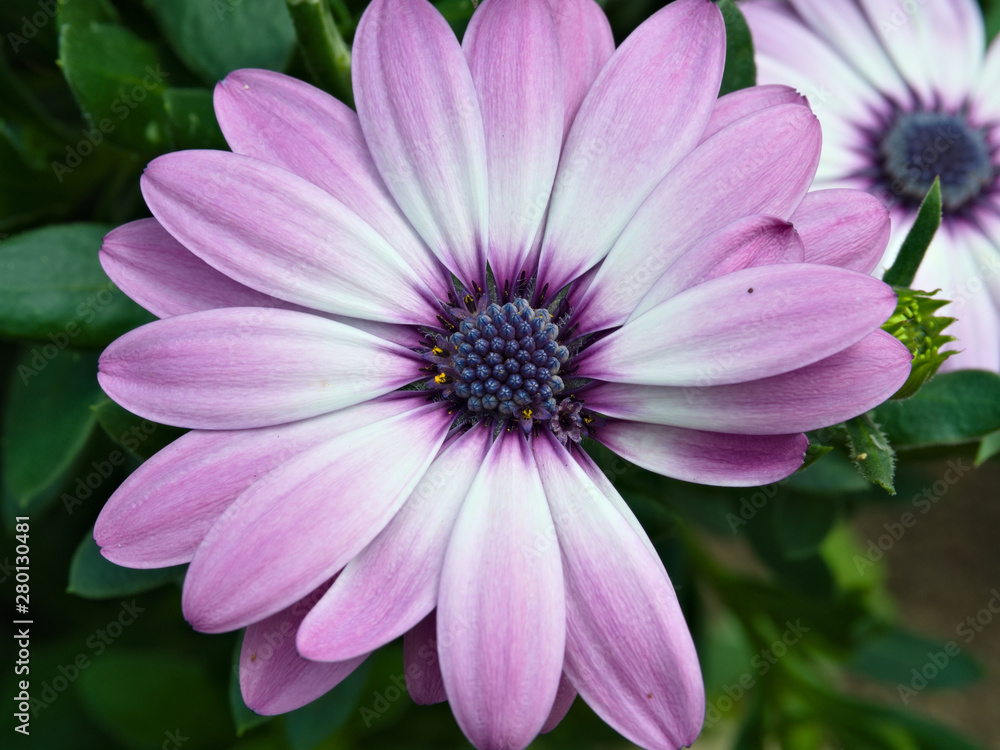 Closeup of Violet African Daisy (osteospermum). Osteospermum Ecklonis Closeup of Violet African Daisy (osteospermum). Osteospermum Ecklonis