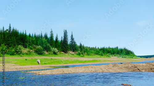 A lonely white Yakut horse eats grass on the Bank of the Viluy river among the stone Bank and taiga of the coniferous forest in the bright afternoon.