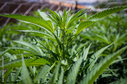 Marijuana Plants Growing in California