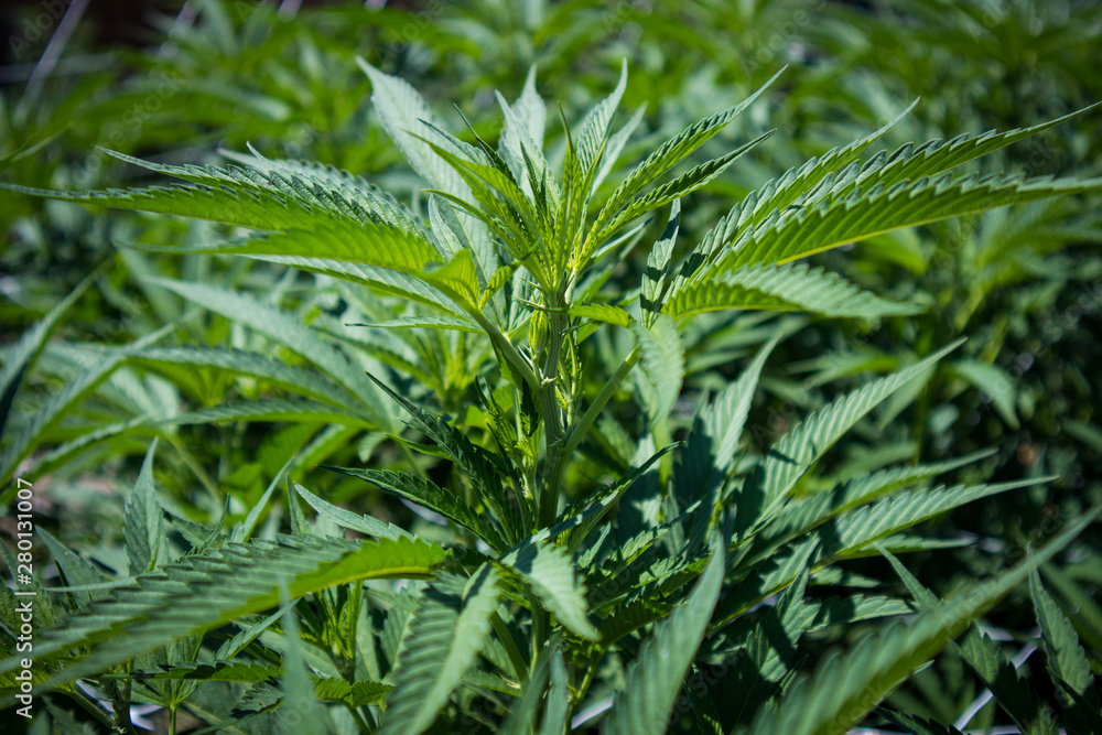 Marijuana Plants Growing in California Marijuana Plants Growing in California