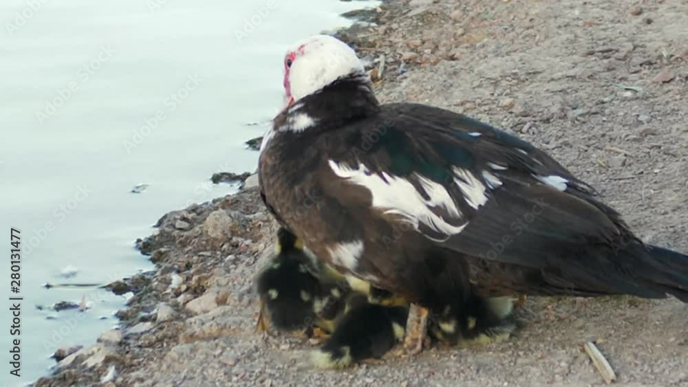 Little beautiful ducklings cuddling below her mother with a lake next to them. Close up shot. Little beautiful ducklings cuddling below her mother with a lake next to them. Close up shot.
