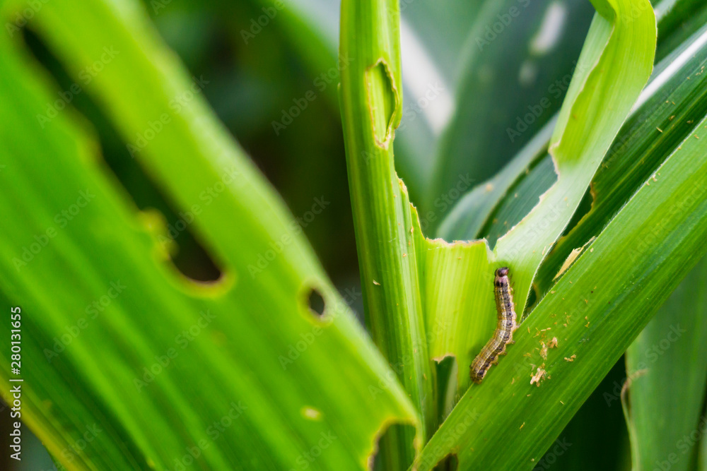 Corn leaf damaged by fall armyworm Spodoptera frugiperda.Corn leaves attacked by worms in maize field. Corn leaf damaged by fall armyworm Spodoptera frugiperda.Corn leaves attacked by worms in maize field.