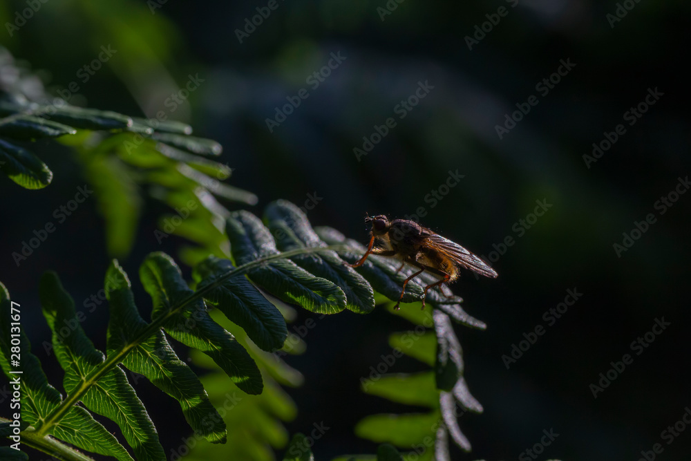 mosquito, Culicidae, fly/insect/bug silhouetted on a bracken leaf/stem during a sunny evening in July, Scotland. 