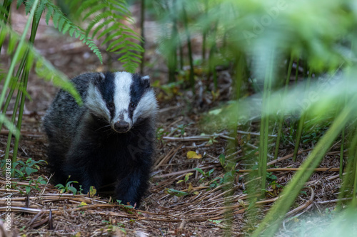 badger, meles meles, portrait feeding/looking/smelling deep within a forest of bracken beside sett on a warm summers evening in July, Scotland.