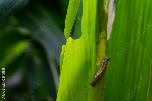 Corn leaf damaged by fall armyworm Spodoptera frugiperda.Corn leaves attacked by worms in maize field.
