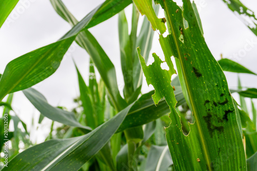 Corn leaf damaged by fall armyworm Spodoptera frugiperda.Corn leaves attacked by worms in maize field.