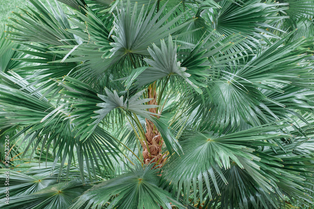 Tropical palm leaf, dark green leaf nature background